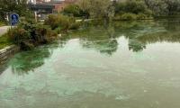 Grønt vand i Slotssøen